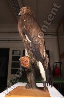 Hawk 0089